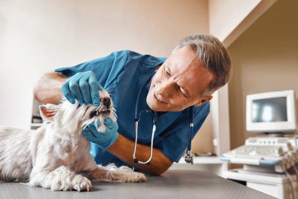 Best Pediatric Emergency Dentist in Plymouth, WI